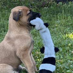 Belgian Malinois from Malinois