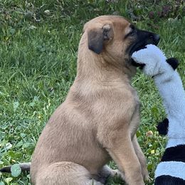 Belgian Malinois from Malinois