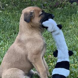 Belgian Malinois from Malinois