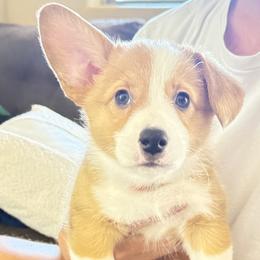 Cruz - Red female Pembroke Welsh Corgi puppy in Phoenix, Arizona from Anthem AZ Corgis