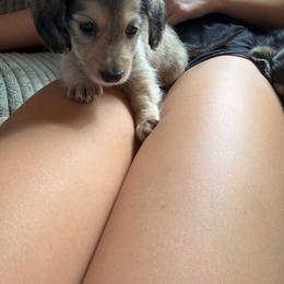 Shaded Cream LH 4000 male, - Cream male Dachshund puppy in Fenton, Michigan from Always Darling Dachshunds