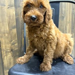 Blue - Red male Irish Doodle puppy in Bloomfield, Iowa from Schooley Doodles