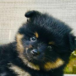 Pomeranians from Dusty Trail Pomeranians