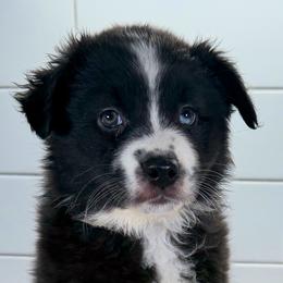 Pinky - Black & white female Miniature Australian Shepherd puppy in Newberry, Florida from Southern with Grace Mini Aussies