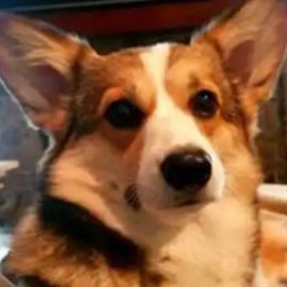 Sky - Pembroke Welsh Corgi