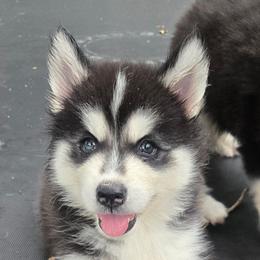 Echo - Black and white male Siberian Husky puppy in Lakeland, Florida from Husky Breeder of Central Florida