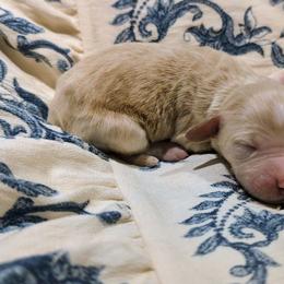 Hermione - Fawn and white female Sheepadoodle puppy in Austin, Texas from Darling Doodles