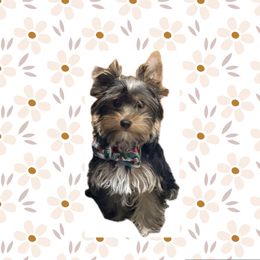 Misty - Yorkshire Terrier