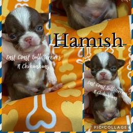 Hamish - Chocolate and tan male Chihuahua puppy in Kannapolis, North Carolina from East Coast Bull Terriers N Chihuahuas