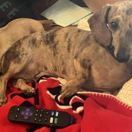 Kiwi - Dachshund