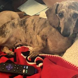 Kiwi - Dachshund