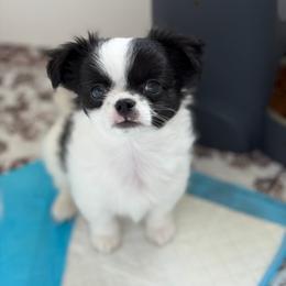 Oreo 2950 - Black and white male Chihuahua puppy in Beaumont, Texas from Down south pups