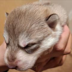 Male 1 - SOLD - male Native American Indian Dog puppy in Glade Hill, Virginia from Indian Valley Kennels