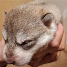 Male 1 - SOLD - male Native American Indian Dog puppy in Glade Hill, Virginia from Indian Valley Kennels