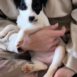 Jack Russell Terrier Puppies from Bagg End Jack Russell Terriers