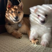 American Eskimo Dog Puppies from Shadow Kennels