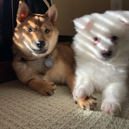 American Eskimo Dog Puppies from Shadow Kennels