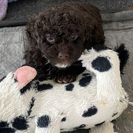 Milo - Brown male Poodle puppy in Anaheim, California from Kayla's K9s