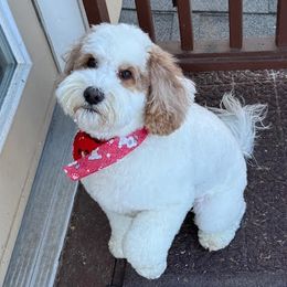 Segar - Australian Labradoodle