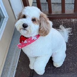 Segar - Australian Labradoodle