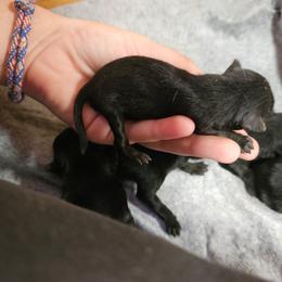 Black female 2 runt - Black female Schipperke puppy in Randsburg, California from Light's Family Farm & Schipperke Ranch