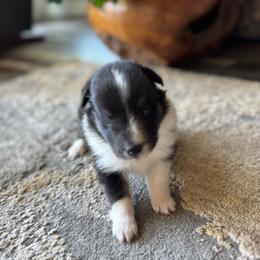 Aspen's Tri Female - Black white and tan female Shetland Sheepdog puppy in Shirley, Arkansas from Lucky Pups