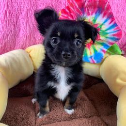 Darlin - Black and white female Chihuahua puppy in Sugar Grove, Virginia from Kim's Chi babies from Place of Grace