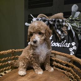 Green Collar Boy - Cream male Goldendoodle puppy in Bristol, Tennessee from 4goldendoodles