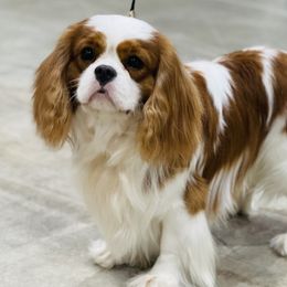 Asher - Cavalier King Charles Spaniel