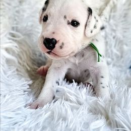 Mowgli - White and black male Dalmatian puppy in Gray, Georgia from Fuller Spots