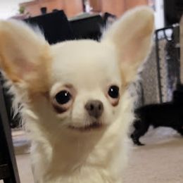 Ursa - Chihuahua