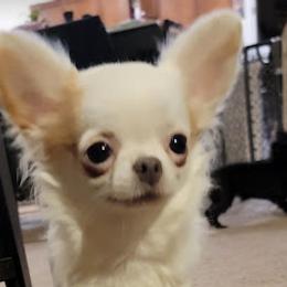 Ursa - Chihuahua