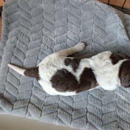 Girl 5 - Brown and gray female Wirehaired Pointing Griffon puppy in Rancho Cordova, California from American River Wirehaired Pointing Griffons