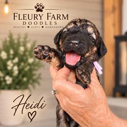 Heidi - Brown female Whoodle puppy in Knoxville, Tennessee from Fleury Farm Doodles TN