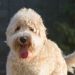 Labradoodles from Delta Breeze Labradoodles