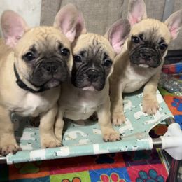 French Bulldog Puppies from Von Darr Kennels