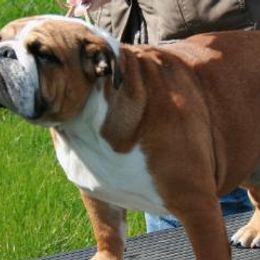 Bulldogs from T'Bulls Bulldogs