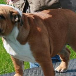 Bulldogs from T'Bulls Bulldogs