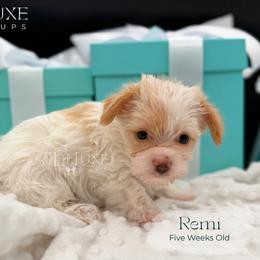 Remi - Parti female Yorkshire Terrier puppy in Scottsdale, Arizona from Lil Luxe Pups
