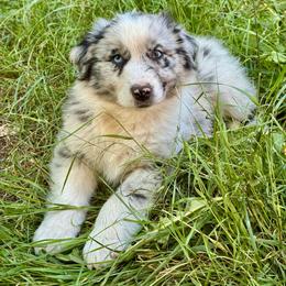 Bumble - Blue merle male Australian Shepherd puppy in Camas, Washington from Sayre Australian Shepherds