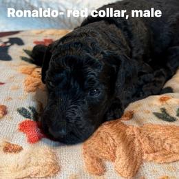 Ronaldo-Boy 2 (red collar) - Black male Goldendoodle puppy in Auburn, Indiana from Cooper’s Doodles