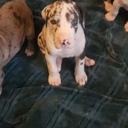 Green Harlequin Male - Harlequin male Great Dane puppy in Gig Harbor, Washington from Lakaya Danes