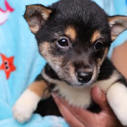Trixie - Black and tan female Shiba Inu puppy in Ewing Township, New Jersey from NJ Shiba Baby