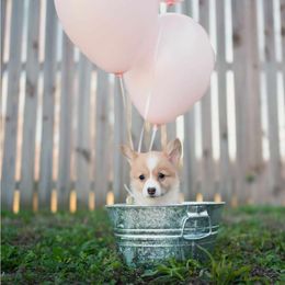 American Corgi and Pembroke Welsh Corgi Puppies from Constellation Corgi