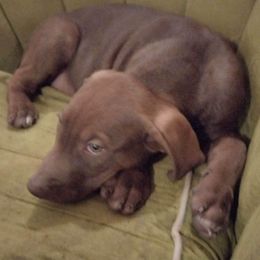Boy 5 - Catahoula Leopard Dog puppy in Pavillion, Wyoming from TNT Catahoulas