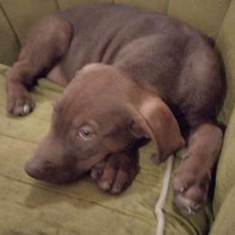 Boy 5 - Catahoula Leopard Dog puppy in Pavillion, Wyoming from TNT Catahoulas