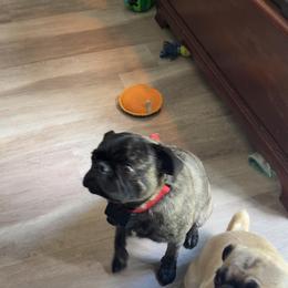 Grogu - Pug