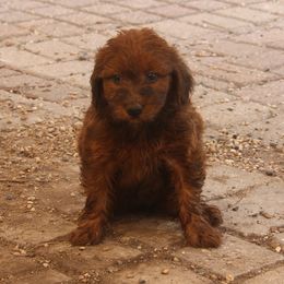 Kennedy - Red Whoodle puppy in West Bend, Iowa from Blue Skies Terriers