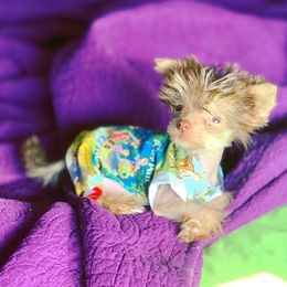 Chinese Crested Puppies from DeBahTrio Chinese Cresteds