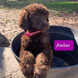 Girl 3 - Phantom Poodle puppy in Lakeland, Florida from Elaine's Poodles